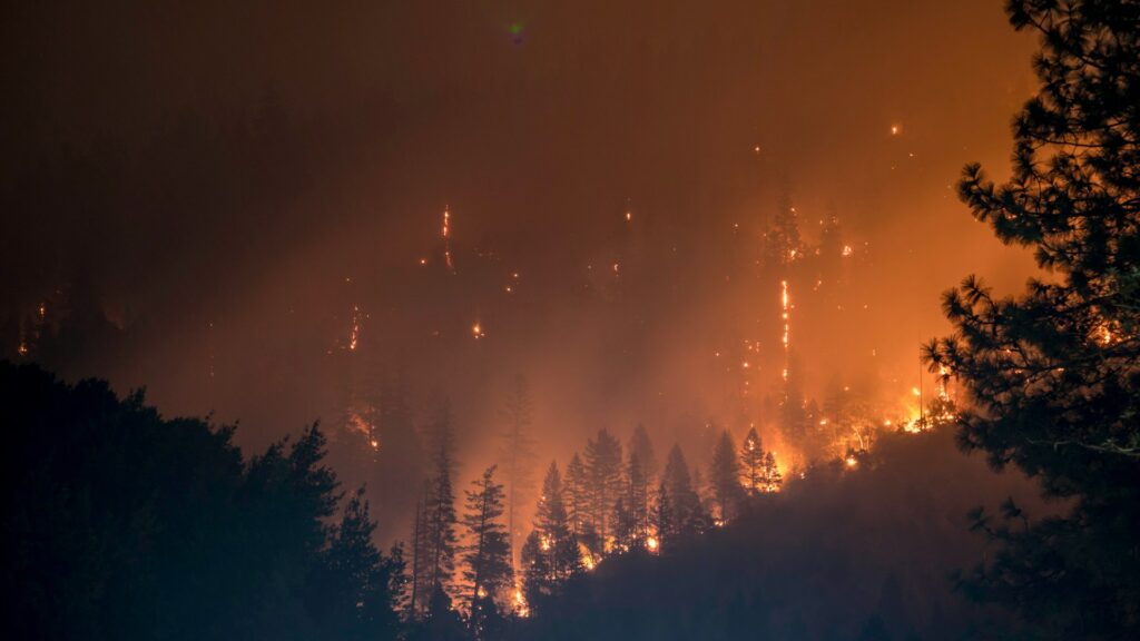 Illustration d'un feu de forêt
